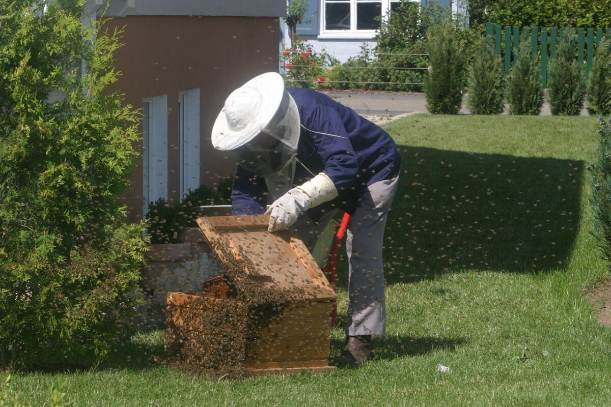 beekeeper, bees, garden-215184.jpg