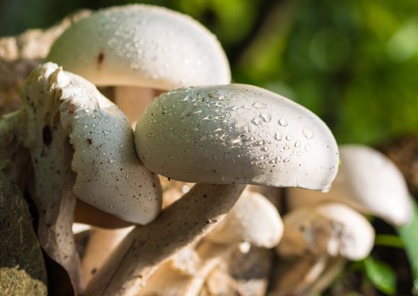 mushroom, nature, white-372044.jpg