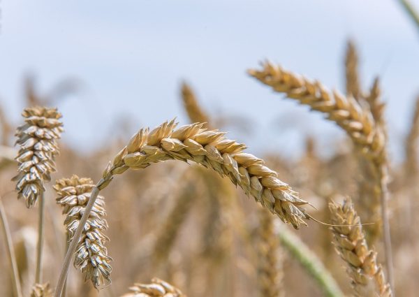 soft wheat, seed wheat, bread wheat-8158264.jpg